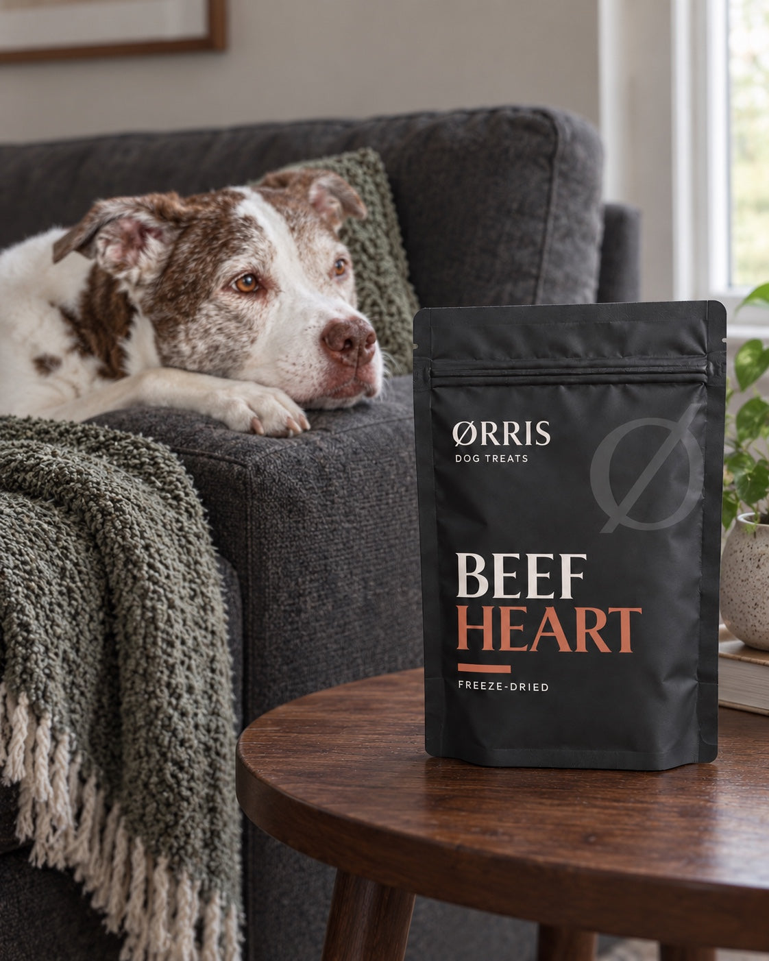 Brown-and-white dog resting on a charcoal sofa beside an ØRRIS Beef Heart treat pouch
